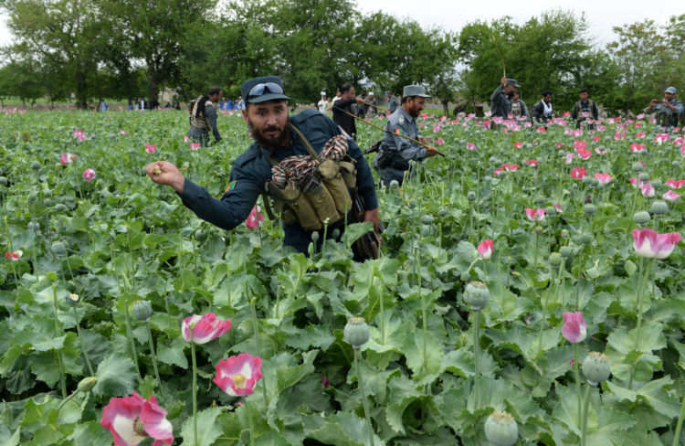 La Fotonews L'oppio è ancora centrale per l'economia afgana Left