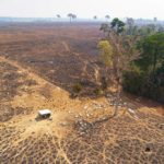 Il richiamo delle foreste