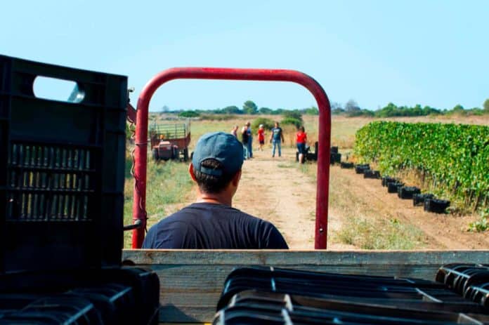 Workers during Vendemmia - grape harvest in a vineyard in South Italy, Puglia