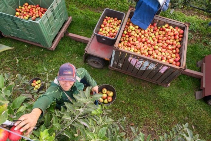 Apple harvest nearing completion