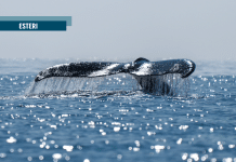 La Groenlandia non è in vendita: la nave di Trump e la nuova corsa coloniale all’Artico