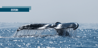 La Groenlandia non è in vendita: la nave di Trump e la nuova corsa coloniale all’Artico