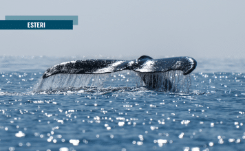 La Groenlandia non è in vendita: la nave di Trump e la nuova corsa coloniale all’Artico