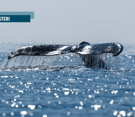 La Groenlandia non è in vendita: la nave di Trump e la nuova corsa coloniale all’Artico